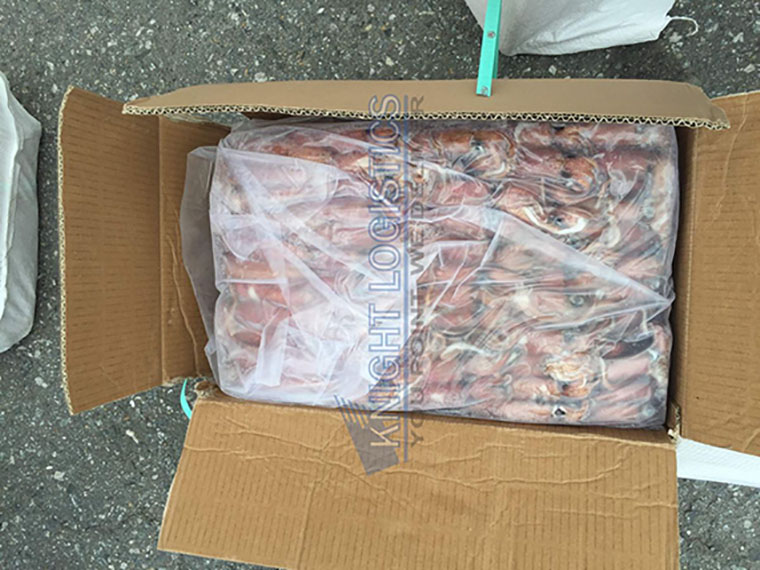 nhập khẩu mực đông lạnh