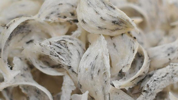 Quy trình nhập khẩu yến thô